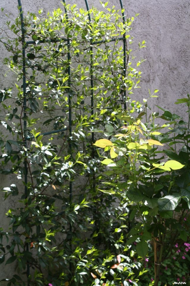 jasmin